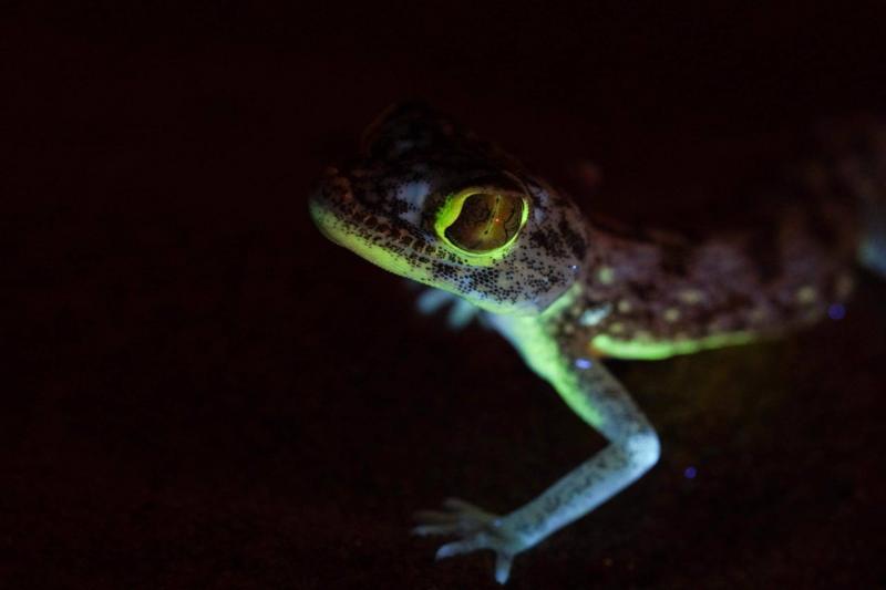 Unique Lizards in Saudi Arabia's Desert Glow in the Dark: What's the Secret?