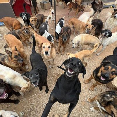 Special Report - "Lanite" Massacres: Dogs, Cats, and Humans... How Long Will the Law Remain a "Corpse"?