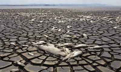 Drought Kills Thousands of Fish in Mexico
