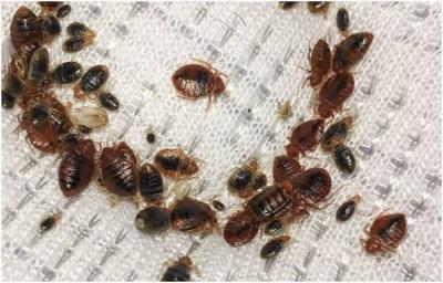 France Accused of Transferring Bed Bugs to Algeria and Morocco
