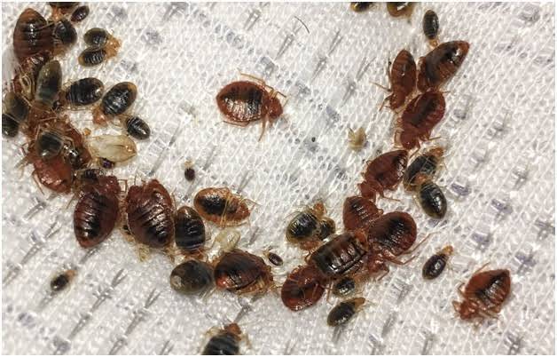 France Accused of Transferring Bed Bugs to Algeria and Morocco