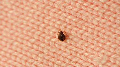 Bedbugs Terrify France Again