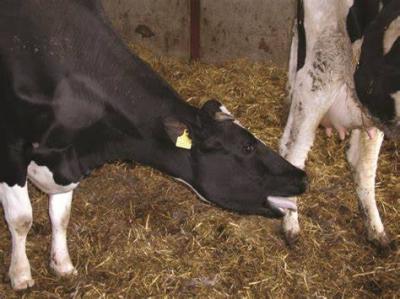 France Reports Outbreak of "Bluetongue" Disease Near Its Border with Belgium