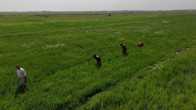 Iraq Resumes Rice Cultivation After Two-Year Ban