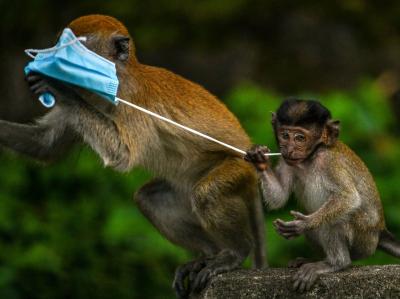 First Human Infection Due to Monkey Attack: What Do We Know About "Virus B"?