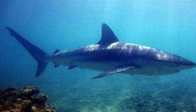 Are Pools Innocent of Shark Videos?