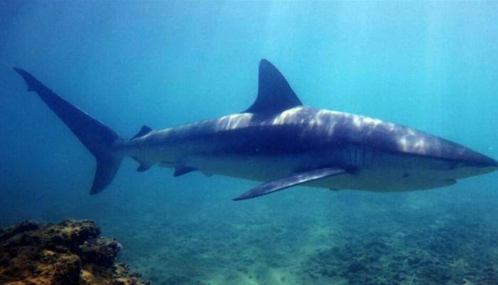 Are Pools Innocent of Shark Videos?
