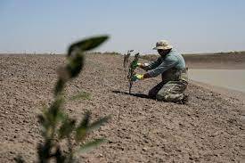 Iraq Plants Mangrove Trees to Combat Climate Change