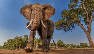African Elephants Call Each Other by Names