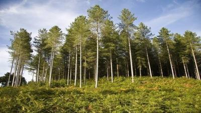 Scientists Produce Paracetamol from Pine Trees