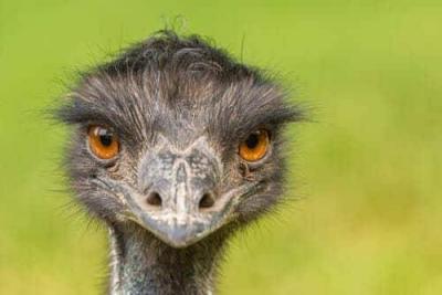 When Emus Defeated the Australian Army