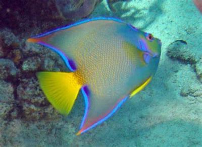 Appearance of the Angel Fish in the Red Sea