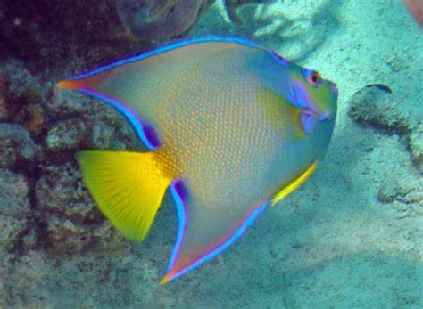 Appearance of the Angel Fish in the Red Sea