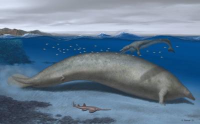 A Whale from the Dawn of History: The Largest Creature Known to Earth