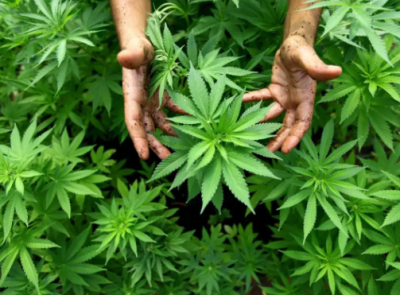 Germany Legalizes Cannabis for Recreational Use