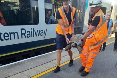 "Solomon"... A Turtle Disrupts Train Services in Britain
