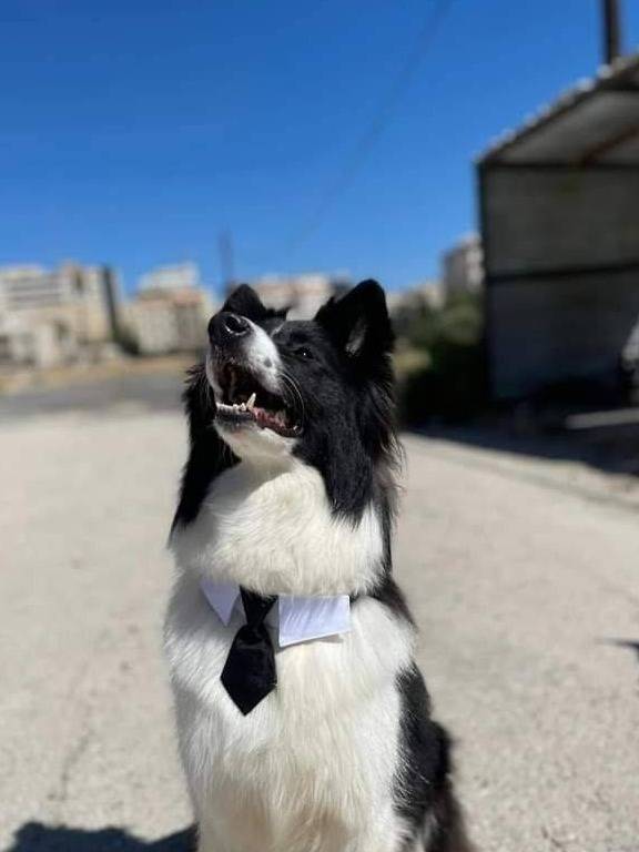 Jordan: 3,000 Dinars for Finding a Lost Dog (Image)