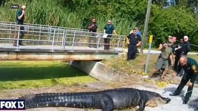 Crocodile Captured with Woman's Body Inside