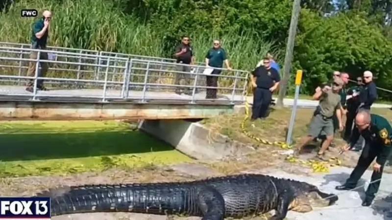Crocodile Captured with Woman's Body Inside