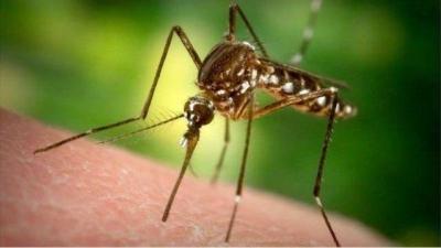 Genetically Modified Mosquitoes to Prevent Malaria Transmission