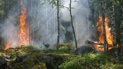 Wildfires May Be Worse for the Brain Than Other Air Pollution