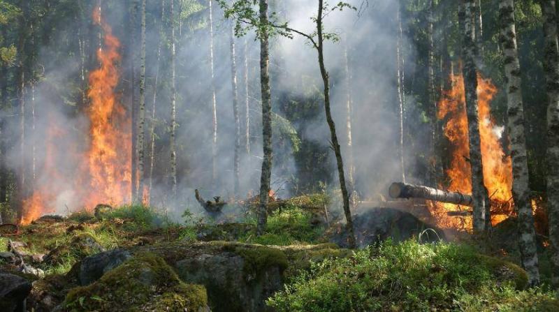 Wildfires May Be Worse for the Brain Than Other Air Pollution