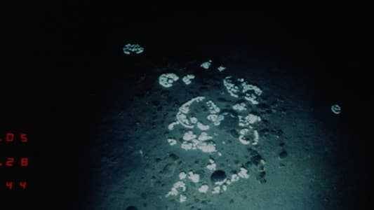 New Discovery in the Depths of the Ocean