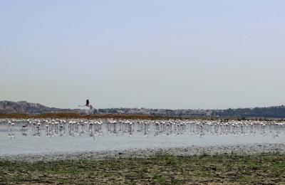 Climate Change Drives Migratory Birds Away from Tunisia