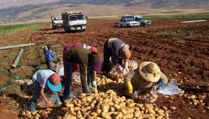 Lebanese Farmers Urge the State to Open External Markets and Support the Sector