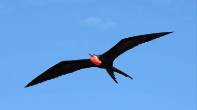 "Frigate Birds" Map the Atmosphere