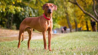 Video - Dog Tied to Car and Dragged; Security Forces Respond