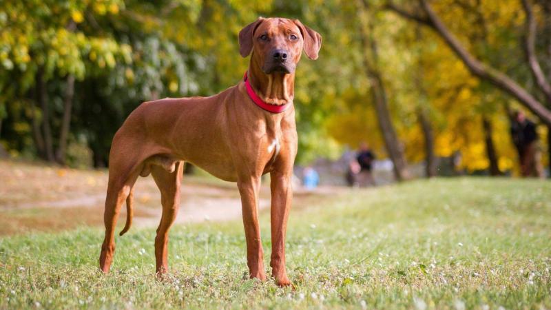 Video - Dog Tied to Car and Dragged; Security Forces Respond