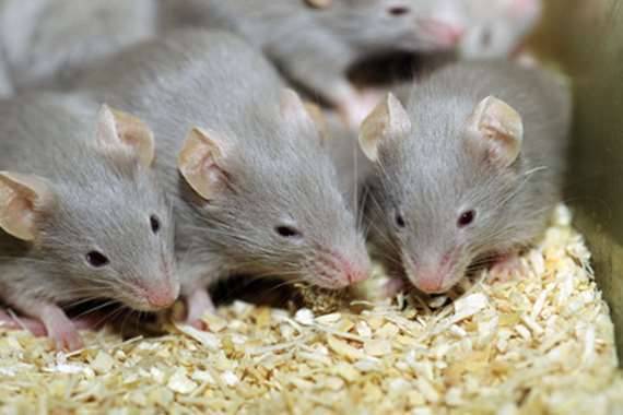 Deadly Virus Transmitted from Rats to Humans