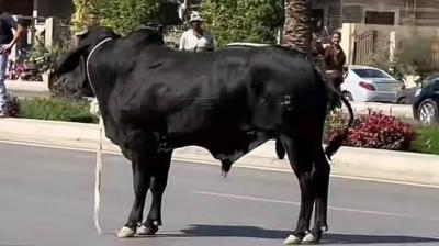 Video: Runaway Bull Halts Traffic and Damages Cars in Egypt