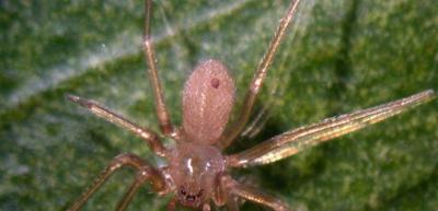 Venomous Spider Kills Young Man in Mediterranean Countries