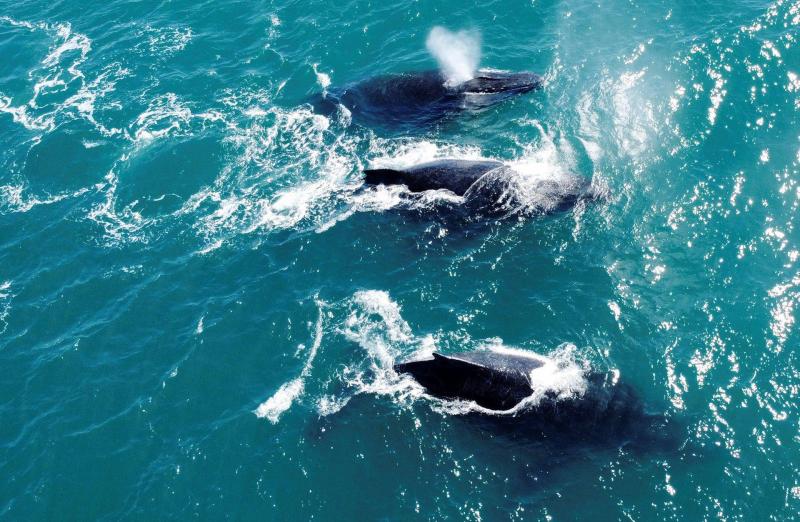 Death of a Man in Australia After Whale Collides with Boat