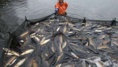 Title: Fishers' Syndicate Demands End to Dynamite Use