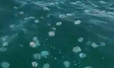 Giant Jellyfish Invade the Shores of Crimea