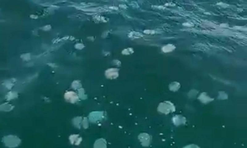 Giant Jellyfish Invade the Shores of Crimea