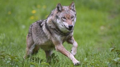 Wolf Dominates Dutch Forests and Attacks Children