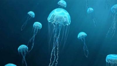 Jellyfish: How to Deal with Their Stings?