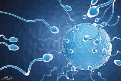 Fertility-Enhancing Genes Also Shorten Our Lifespan