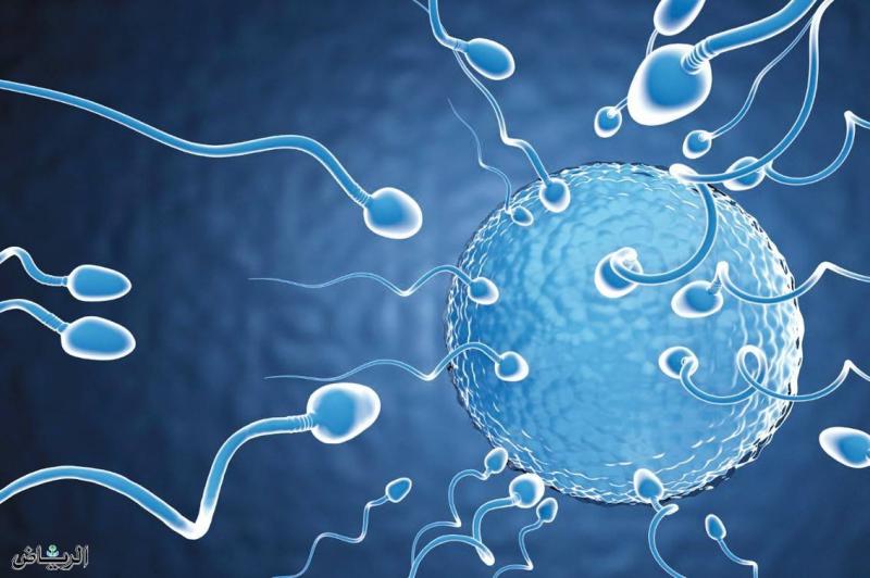 Fertility-Enhancing Genes Also Shorten Our Lifespan