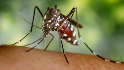 Insect Rings Alarm Bells Over Global Disease Spread
