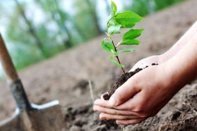 Minister of Agriculture: Launching Tree Planting Campaigns in All Areas