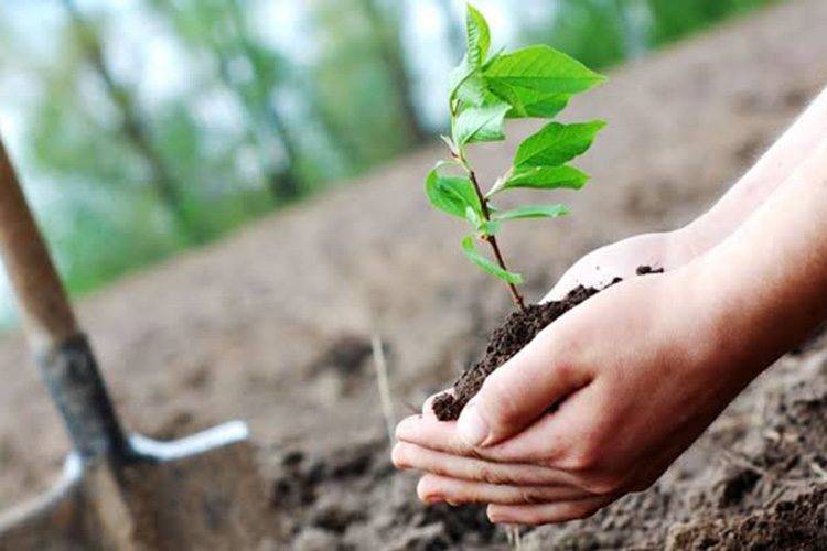Minister of Agriculture: Launching Tree Planting Campaigns in All Areas