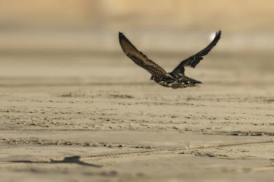 Photos: Launch of the First "Ghayathi" Falcon Championship