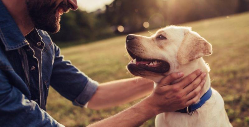 How Dogs Sense Their Owners’ Anxiety