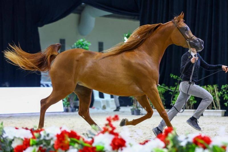 Emirates Horse Breeders Championship: Filly 