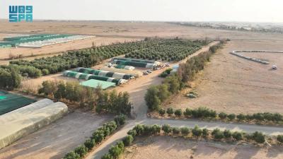 King Salman bin Abdulaziz Reserve Authority Plants One Million Seedlings